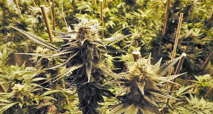 Photo de Cannabis Ruderalis