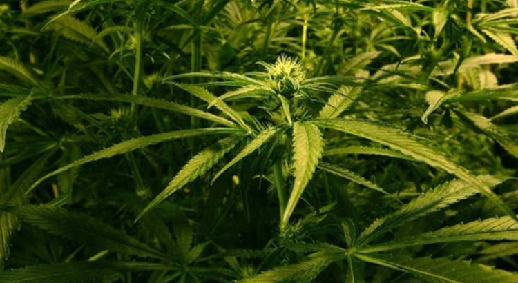 Le Royaume-Uni appelle à la légalisation du cannabis