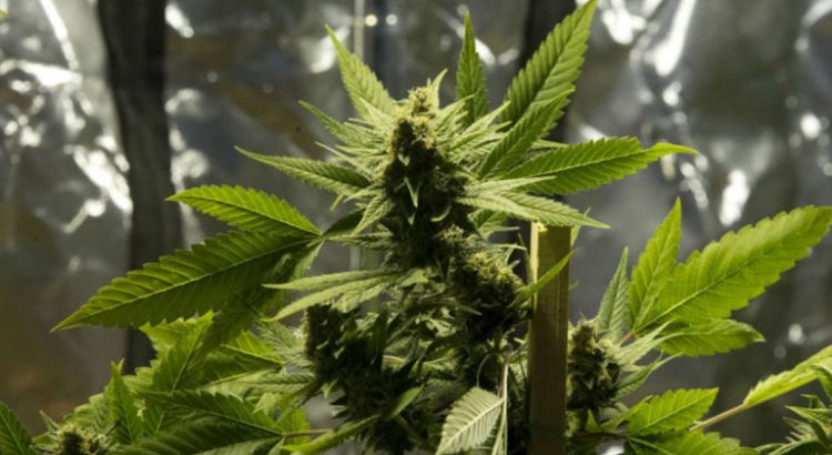 Cannabis à Saint Ouen