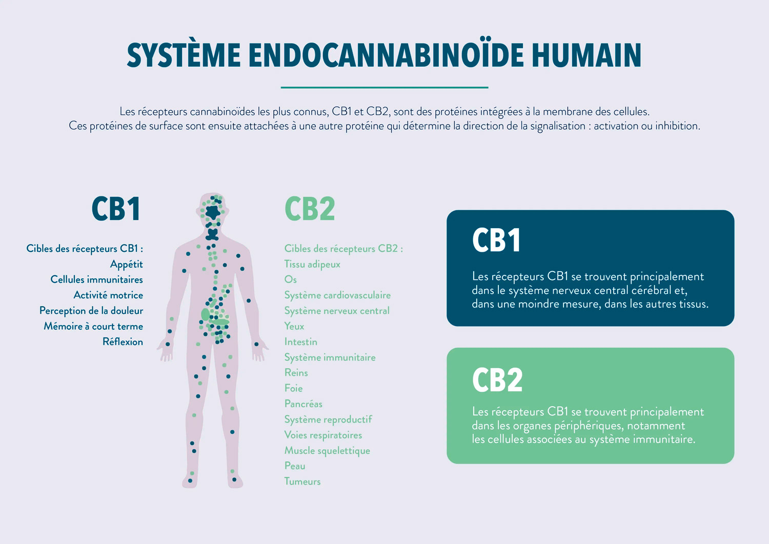 Le système endocannabinoïde humain
