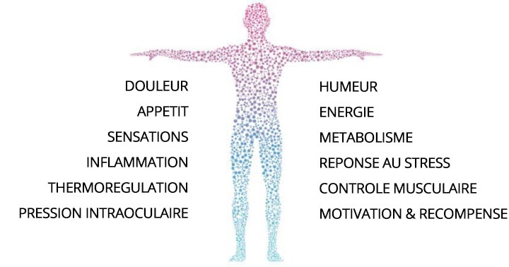 Le système endocannabinoïde