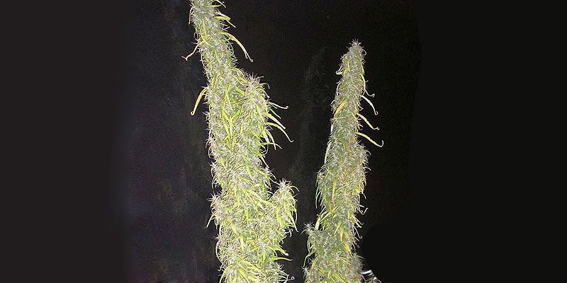 Variété Thai Stick