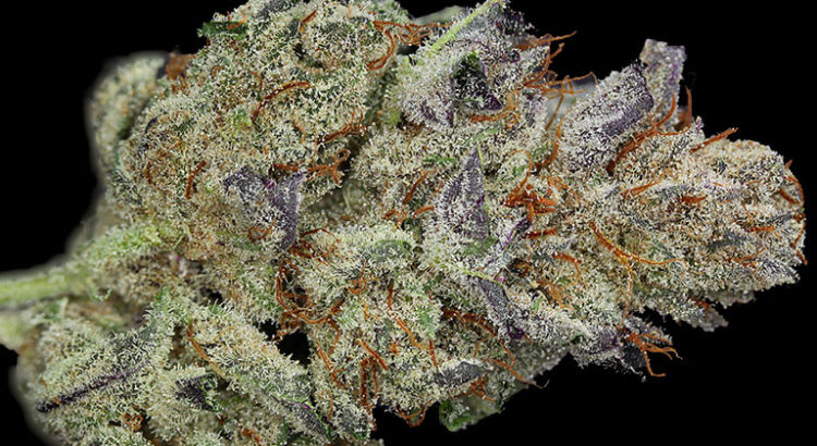 Variétés les plus rares de cannabis