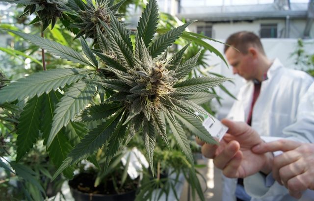 2.35 millions de dollars cannabis
