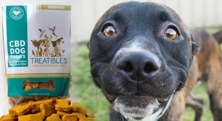 Cbd pour les animaux