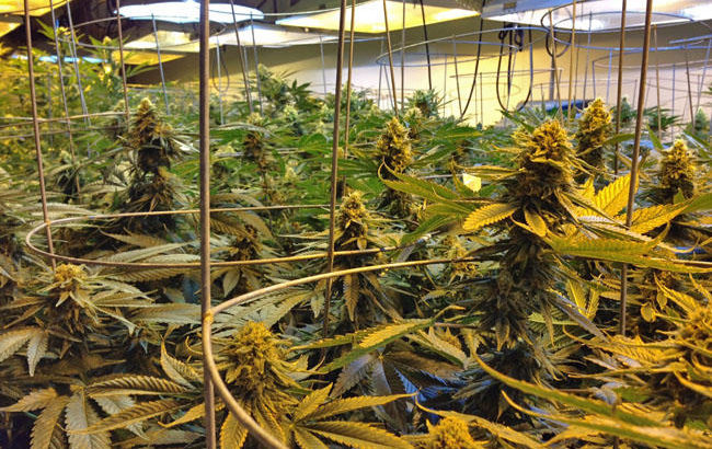 experts du cannabis