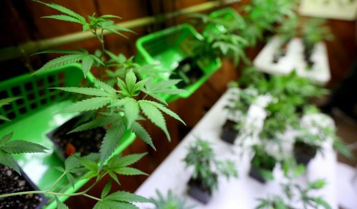 Mexique cannabis médical