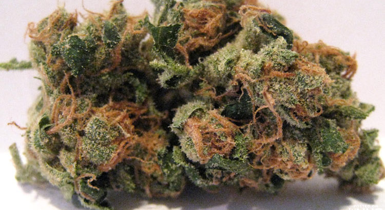 Sativa top 10