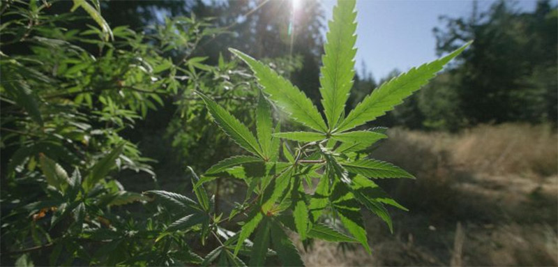 Craintes sur la légalisation du cannabis