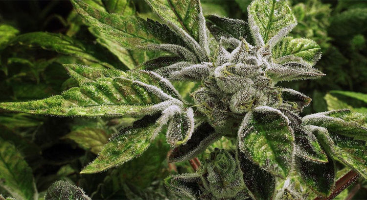 L'Irlande légalise le cannabis médical