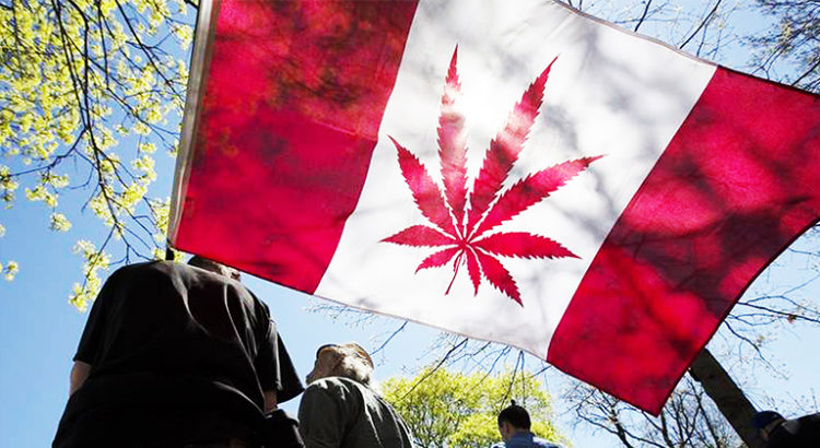 Cannabis au Canada : la légalisation approche