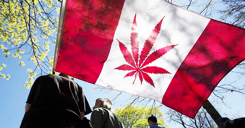 Cannabis au Canada : la légalisation approche