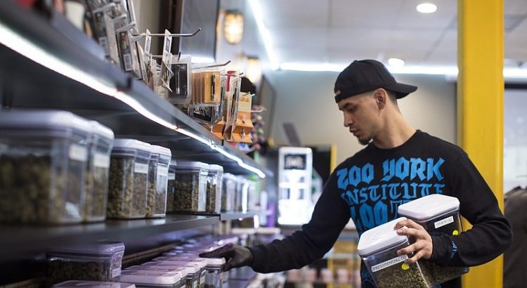 Combien d'emplois l'industrie du cannabis
