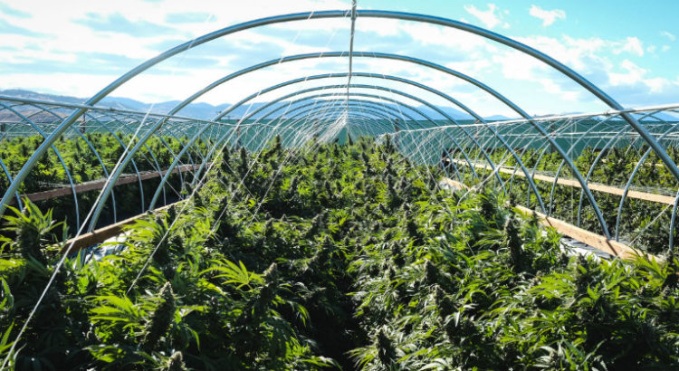 La production de cannabis dépasse la demande
