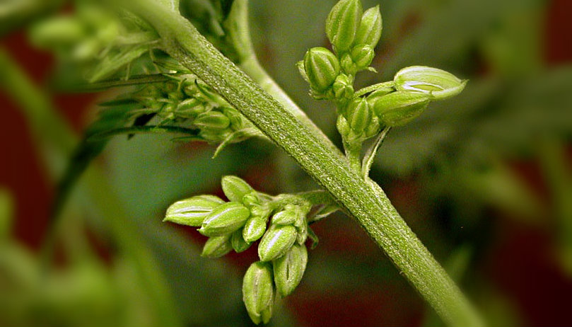 Plants de cannabis mâles