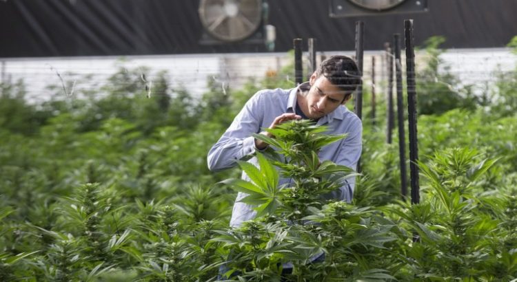 Recherches cannabis Israêl