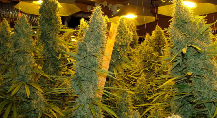 Des grosses têtes de weed