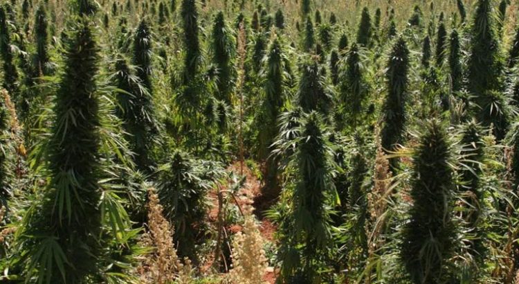 Pays qui consomme le plus de cannabis