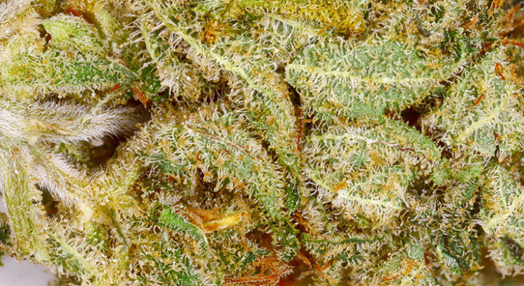 Variétés de cannabis contre la douleur