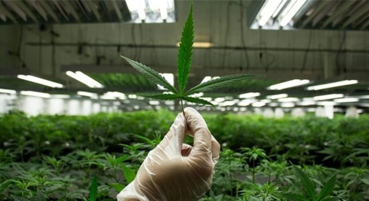 Ventes de cannabis aux Etats-Unis en 2016
