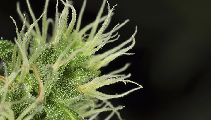 Pistils du cannabis