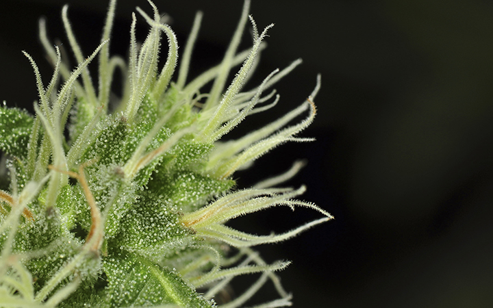 Pistils du cannabis