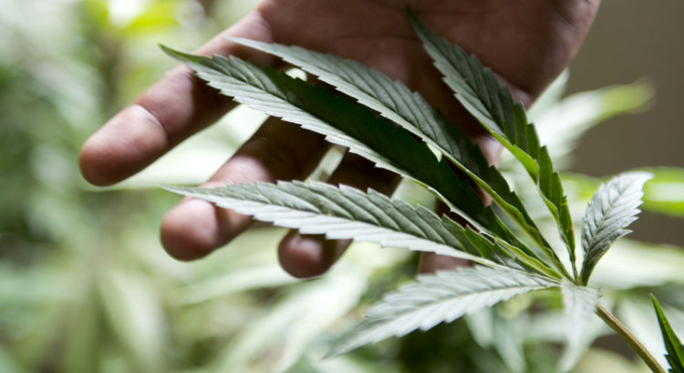 République Tchèque, rupture de stock de cannabis