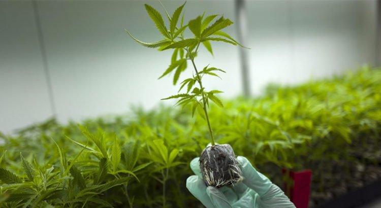 L'Australie manque de cannabis médical