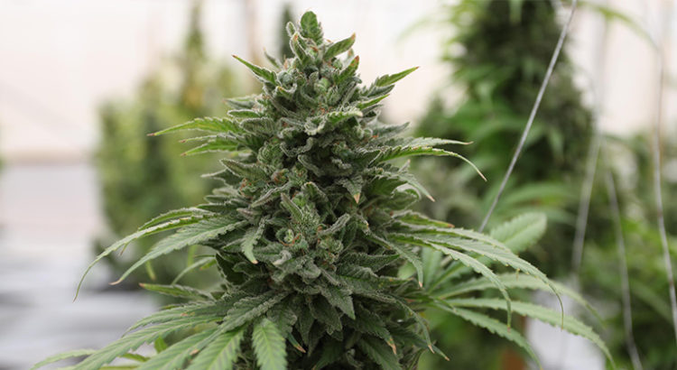 DEA et cannabis