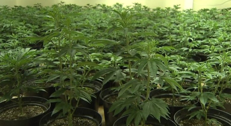 Irlande et cannabis médical