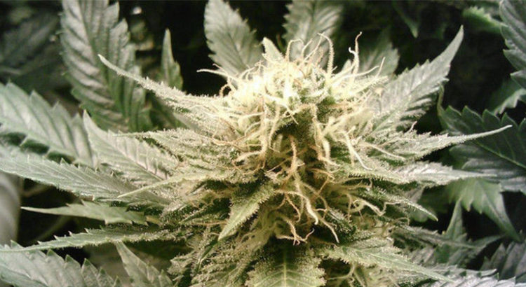 Légalisation du cannabis médical au Kansas