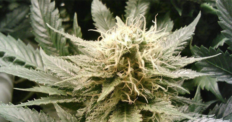 Légalisation du cannabis médical au Kansas