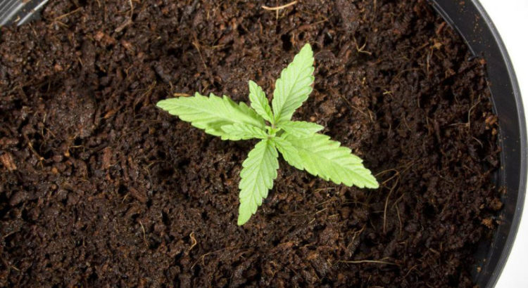 Les 5 variétés les plus difficiles à faire pousser