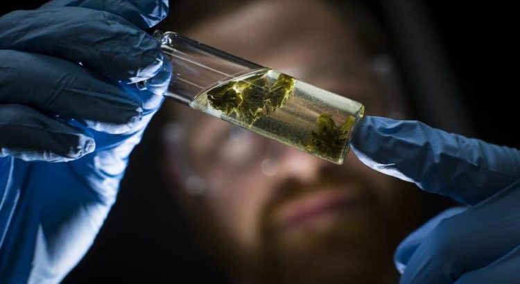 Les laboratoires d'analyses, pilliers de la légalisation du cannabis