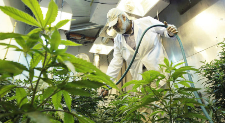 Pesticides dans la weed californienne