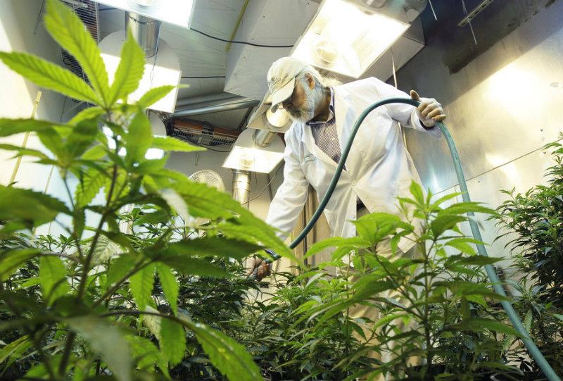 Pesticides dans la weed californienne