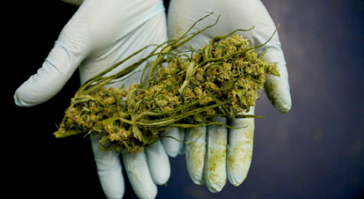 Pourquoi les études sur le cannabis se contredisent