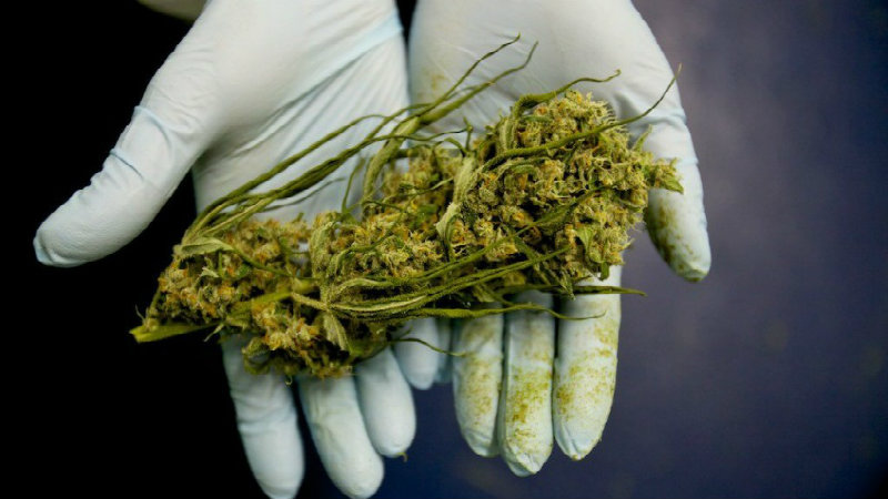 Pourquoi les études sur le cannabis se contredisent