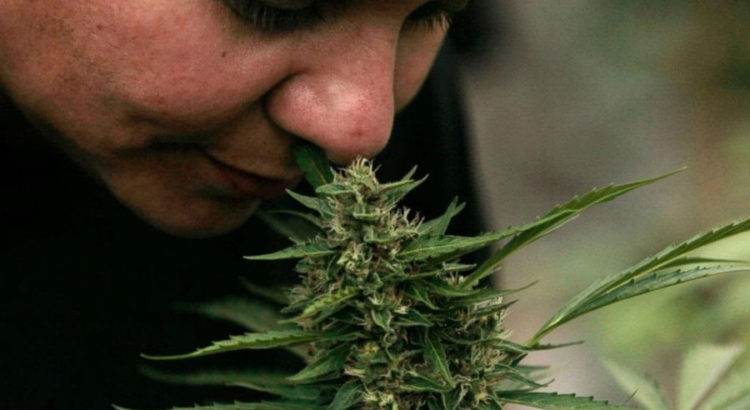 Trichomes Institute, l'école des sommeliers de la beuh