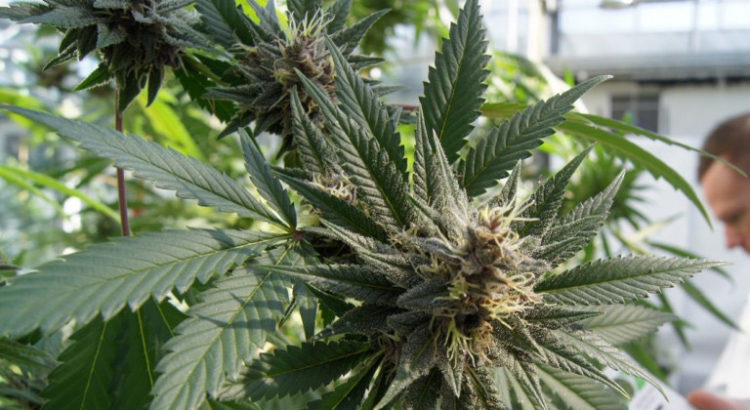 Cannabis médical en Argentine