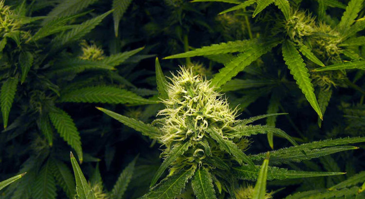 Engrais et goût du cannabis