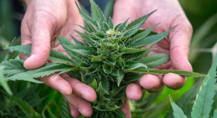 Israël et le cannabis