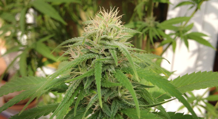 Médecins allemands et cannabis