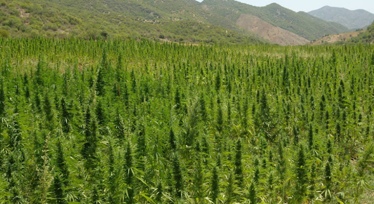 Plus gros producteurs de cannabis
