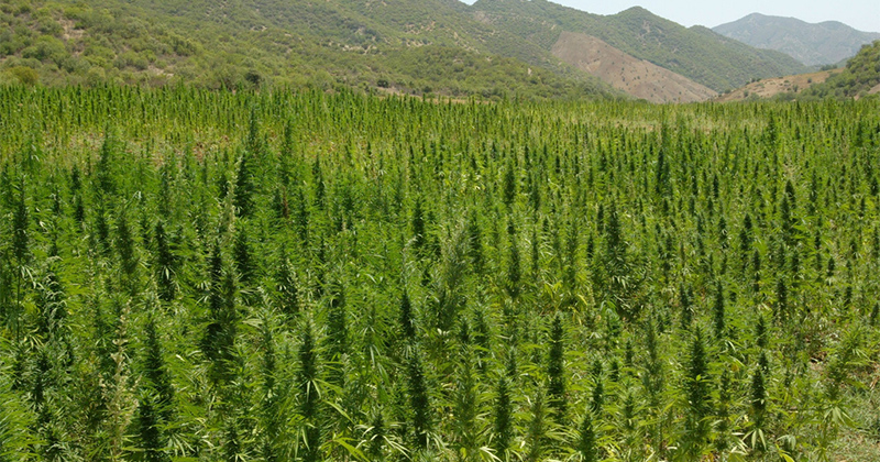 Plus gros producteurs de cannabis