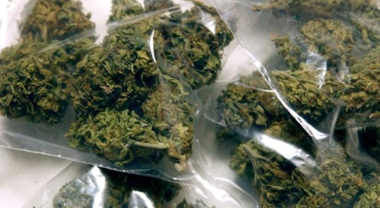 Rats et cannabis en Inde