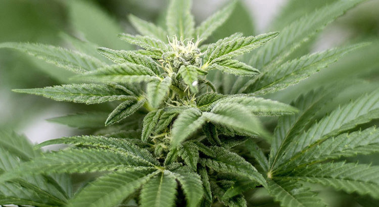 Rendre le cannabis plus sûr