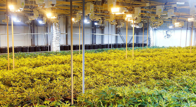 Cannabis CBD en Suisse