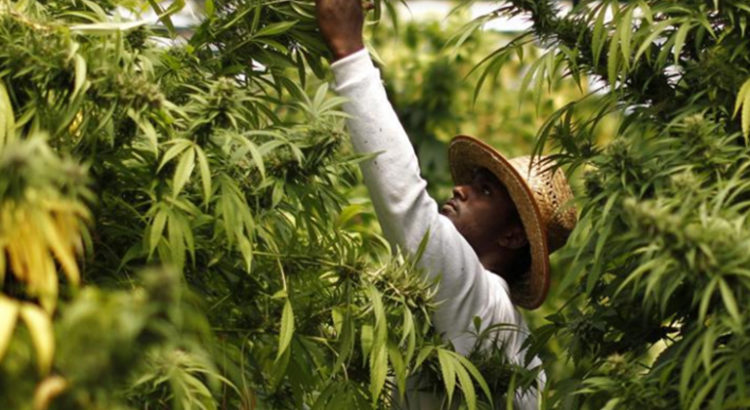 Cannabis médical en Zambie