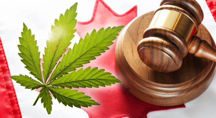 Canada le projet de loi sur la légalisation du cannabis passé au crible